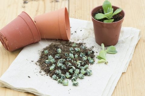 多肉植物 サボテン 寄せ植え1