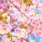 サクラの育て方!苗木の植樹や植え替えの時期と方法は? サクラ