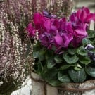 ガーデンシクラメンの花言葉|花の種類や開花時期、寄せ植えの方法は? シクラメン