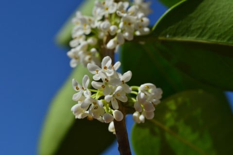 ギンモクセイ 花 地植え