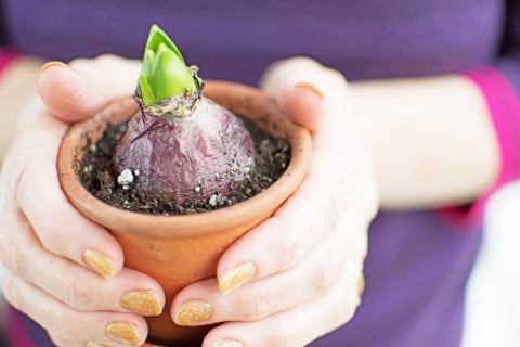 球根 植え付け 鉢植え