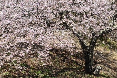 山桜 地植え ヤマザクラ