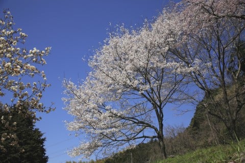 山桜 地植え ヤマザクラ