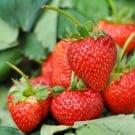 イチゴの栽培|育て方のコツ、苗の植え方、適した時期は? イチゴ