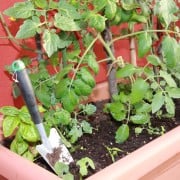 プランターで花を栽培 植え方や植え替えの時期や方法は Horti ホルティ By Greensnap