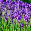 ラベンダーの挿し木|増やし方のコツは?種まきや株分けでも増やせる? ラベンダー