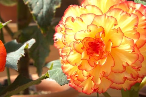 ベゴニア 花 室内 オレンジ