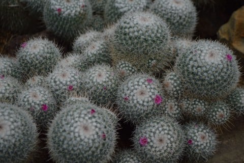 多肉植物 サボテン 仙人掌 (10)