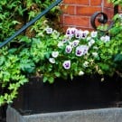 冬の寄せ植え!ガーデニングにおすすめの草花10選