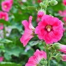 葵(タチアオイ/ホリホック)の花言葉!見頃の季節や開花時期は? タチアオイ