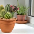 サボテンの植え替え|土の作り方、鉢選びのポイント、時期は?