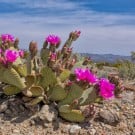 サボテンの花を咲かせる方法!花が咲く種類や咲かない理由は?