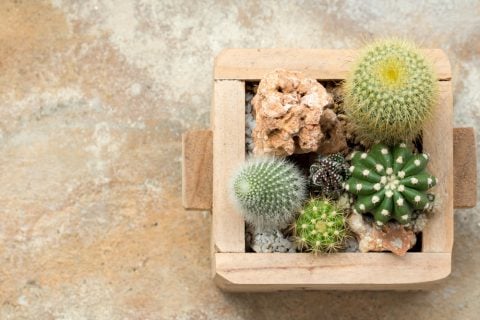 サボテン 多肉植物 寄せ植え3