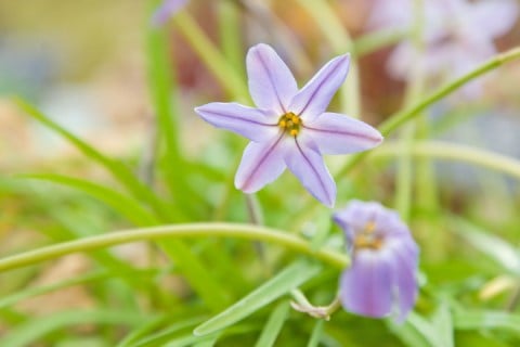 ハナニラ イフェイオン ベツレヘムの星 地植え