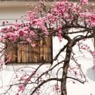 しだれ梅(枝垂れ梅)の育て方|花言葉は?植え替えは必要? ウメ
