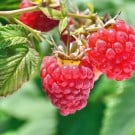 ラズベリー(木苺)の育て方|苗植えや剪定の時期と方法は? ラズベリー