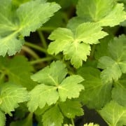 三つ葉の水耕栽培 室内で種から水栽培する方法や時期は Horti ホルティ By Greensnap