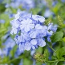 ルリマツリの育て方|苗植えや挿し木の時期と方法は? ルリマツリ