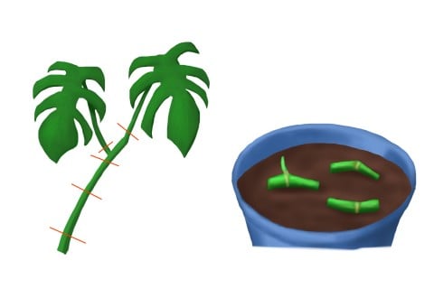 モンステラ_茎伏せ_増やし方_イラスト