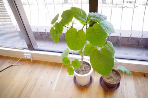 フィカス・ウンベラータ 鉢植え 窓際