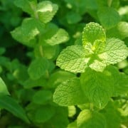 ペパーミントの効果 効能とは 花言葉や花の色 開花時期は Horti ホルティ By Greensnap
