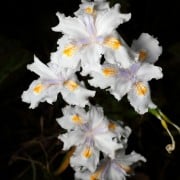 シャガ 著莪 の花言葉 花の種類や開花時期 葉の特徴は Horti ホルティ By Greensnap