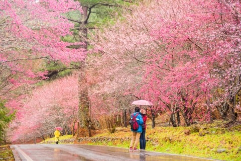 Taiwan cherry カンヒザクラ ヒカンザクラ