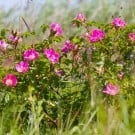 ハマナス(浜茄子)の育て方|種まきや苗植えの方法、剪定の時期は? ハマナス