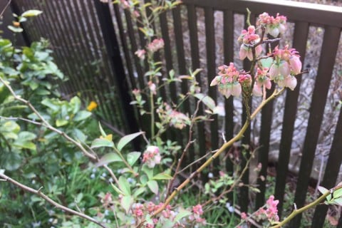 ブルーベリー 花