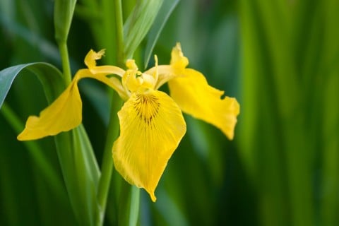 キショウブ 菖蒲