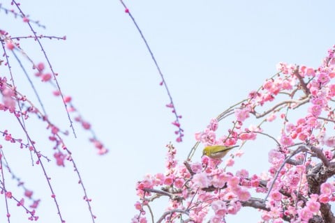 ウメ