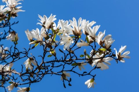 花木とは 図鑑情報やガーデニングにおすすめの種類まとめ Horti ホルティ By Greensnap