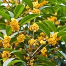 キンモクセイ(金木犀)の育て方!苗植えや鉢植え、挿し木の方法は? キンモクセイ