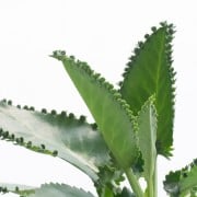 カランコエの花言葉 花の色や開花時期 風水の意味は Horti ホルティ By Greensnap