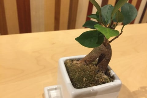 ガジュマル