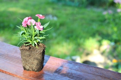 カーネーション 鉢植え