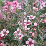 ギョリュウバイの育て方 苗の植え方や剪定の時期 花が枯れる理由 Horti ホルティ By Greensnap ギョリュウバイの育て方 苗の植え方や剪定の時期 花が枯れる理由 Horti ホルティ By Greensnap