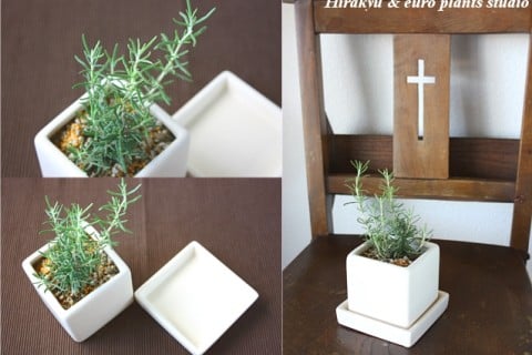 要出典 母の日 鉢植え3