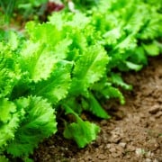 リーフレタス サニーレタス の栽培 育て方のコツや種まきの方法は Horti ホルティ By Greensnap