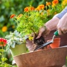 育てやすい花まとめ!初心者におすすめの一年草や多年草は?