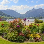 ユリ リリー の種類や下位分類のまとめ カサブランカとの違いは Horti ホルティ By Greensnap