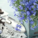 【初夏の花20選!】初夏に咲く、ガーデニングにおすすめの花