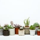 多肉植物をインテリアに!100均グッズを使ってオシャレに飾ろう