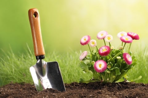 花 苗 植え付け