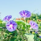 アサガオの育て方!種まきの苗植えの時期や方法、支柱立てや摘心のコツは? アサガオ