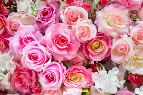 薔薇 バラ ピンク