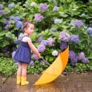 アジサイ(紫陽花)の色別の花言葉!種類や品種、見ごろの季節は? アジサイ