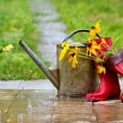 6月に咲く花10選!梅雨に強い花・植物でガーデニング!
