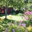 多年草の夏の花おすすめ10選!植えっぱなしでも毎年楽しめるのは?