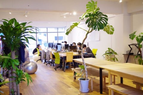 モンステラ6 観葉植物